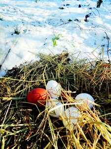 Snow winter food