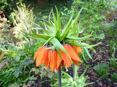 Orange garden spring