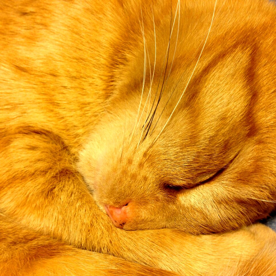 Relaxation malai red cat
