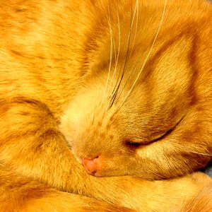 Relaxation malai red cat