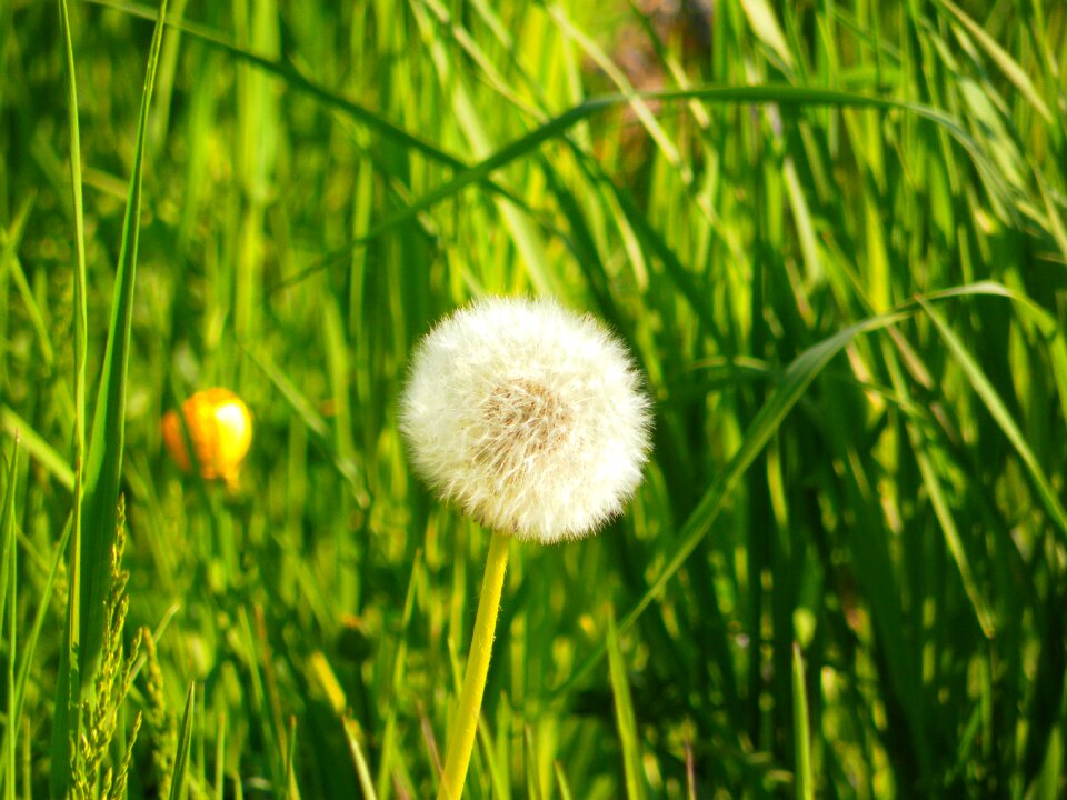 Grass nature prato
