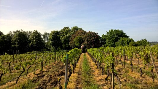 Wonnegau osthofen vineyards photo