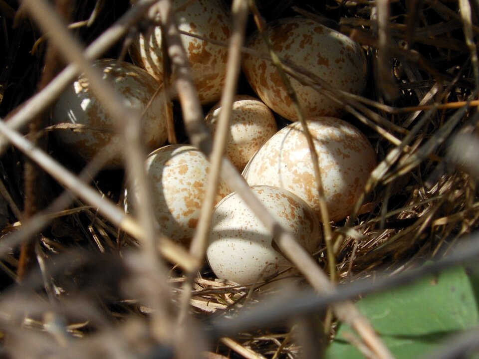 Partridge eggs birds