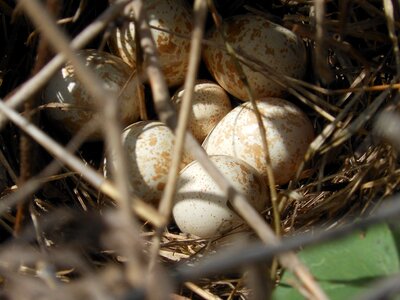 Partridge eggs birds photo