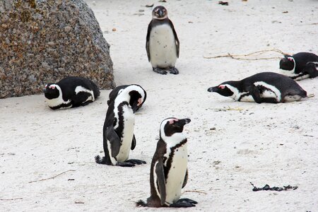 Beautiful beach boulders beach