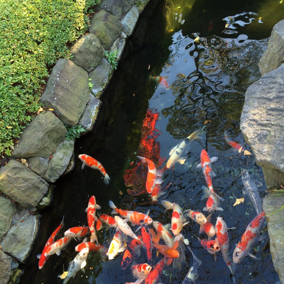 Japanese fish koi