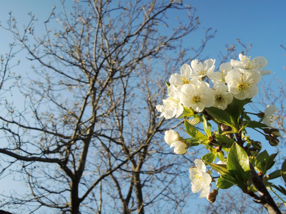 Blossoming spring tree