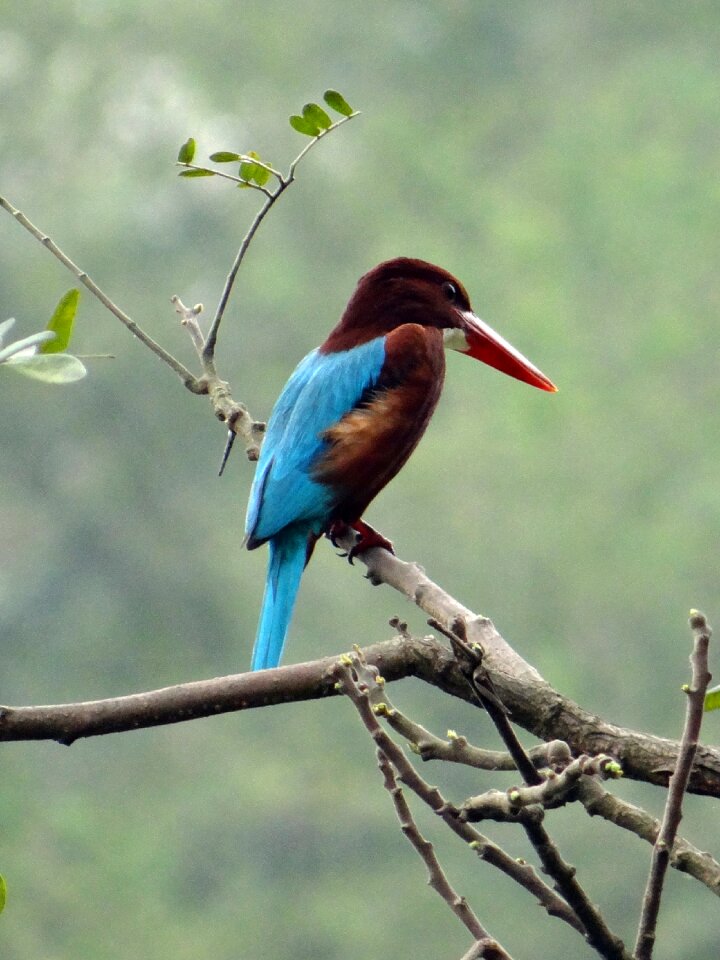 Halcyon smyrnensis white-breasted kingfisher aves