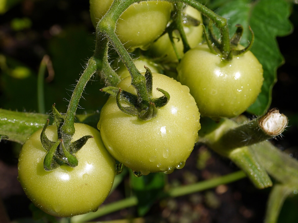 Fresh healthy organic