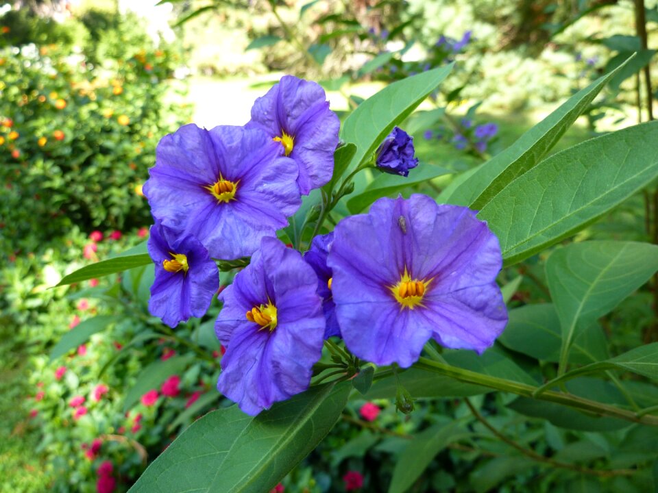 Solanum blue nachtschattengewächs
