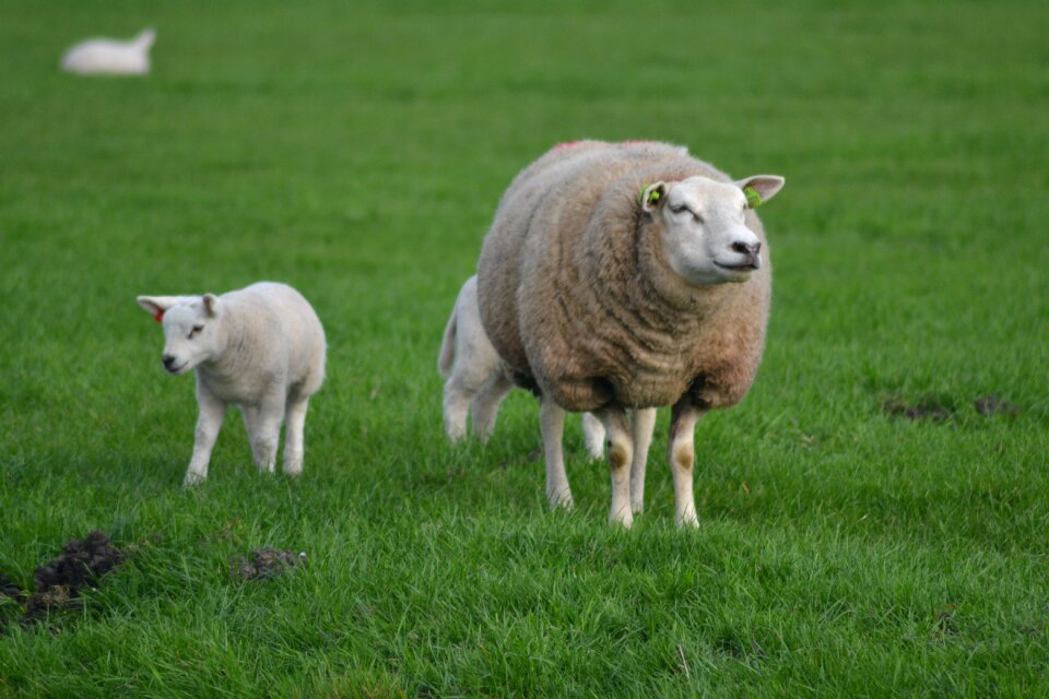 Farm spring cute