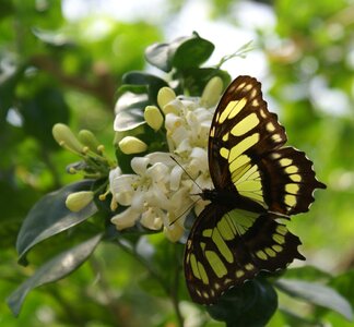 Insect monarch plant