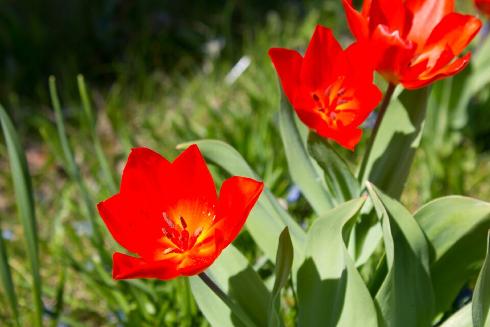 Tulip plant nature