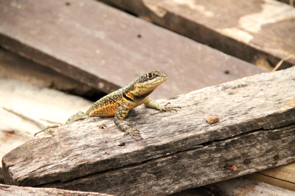 Salamander reptile wood