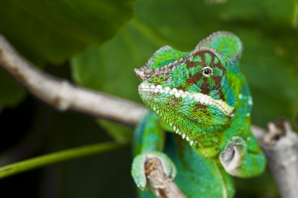 Chameleon meeting adult