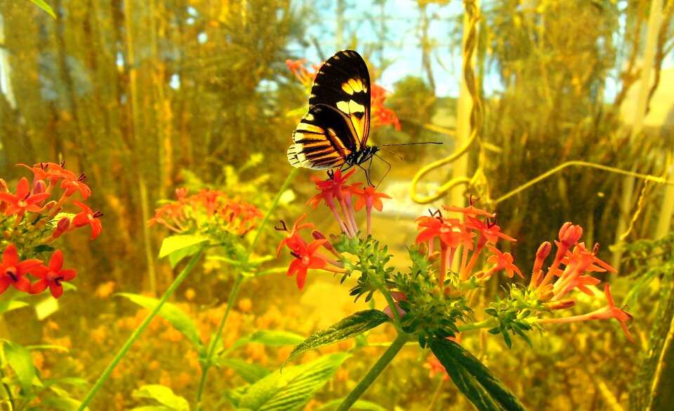 Garden butterfly garden plant