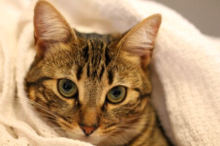 Animal feline kitten