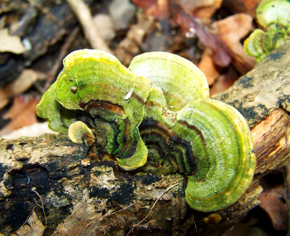 Tinder fungus green forest mushroom
