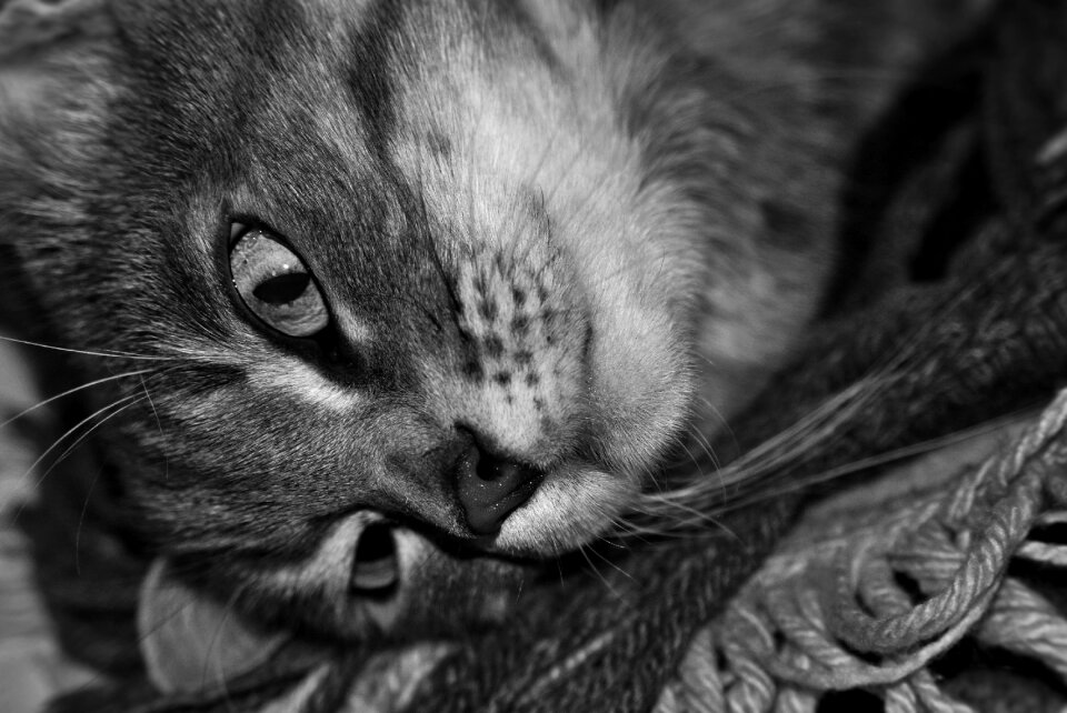 Animal attention mieze