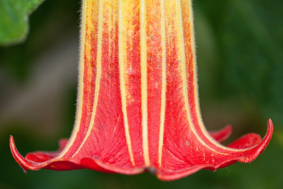 Datura bell shaped flowers