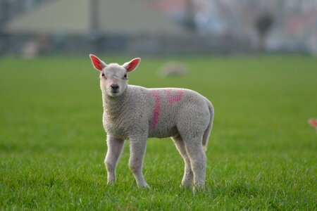 Cute animal spring