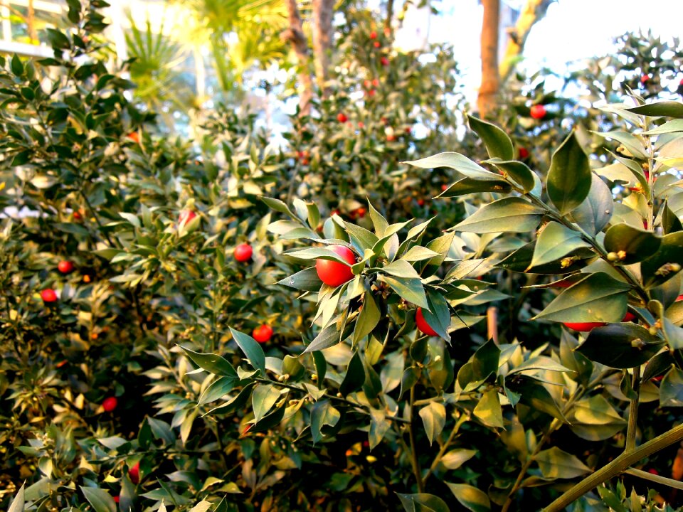 Barberry garden plant