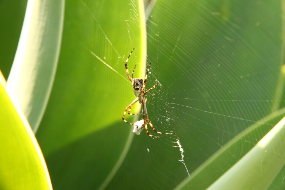 Arachnophobia arachnid insect