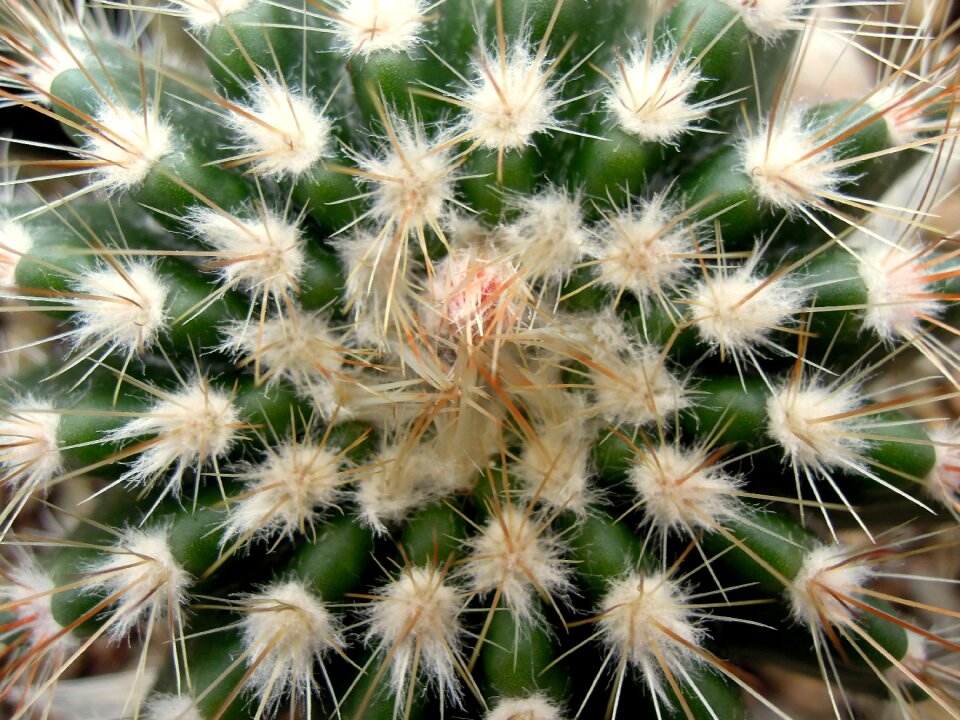 Peaks plant houseplant