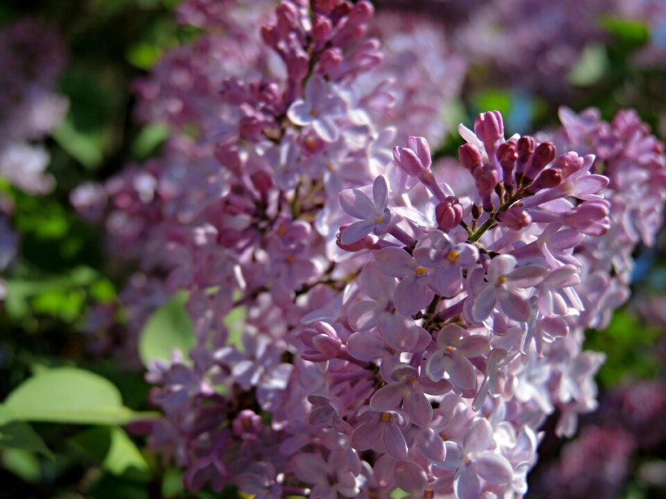 Flower plant spring