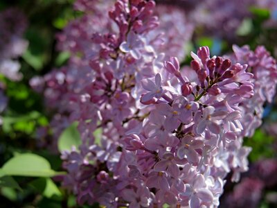 Flower plant spring