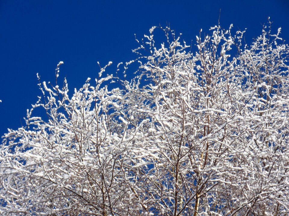 Frost cold nature