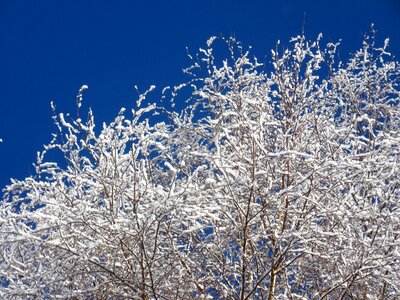 Frost cold nature photo