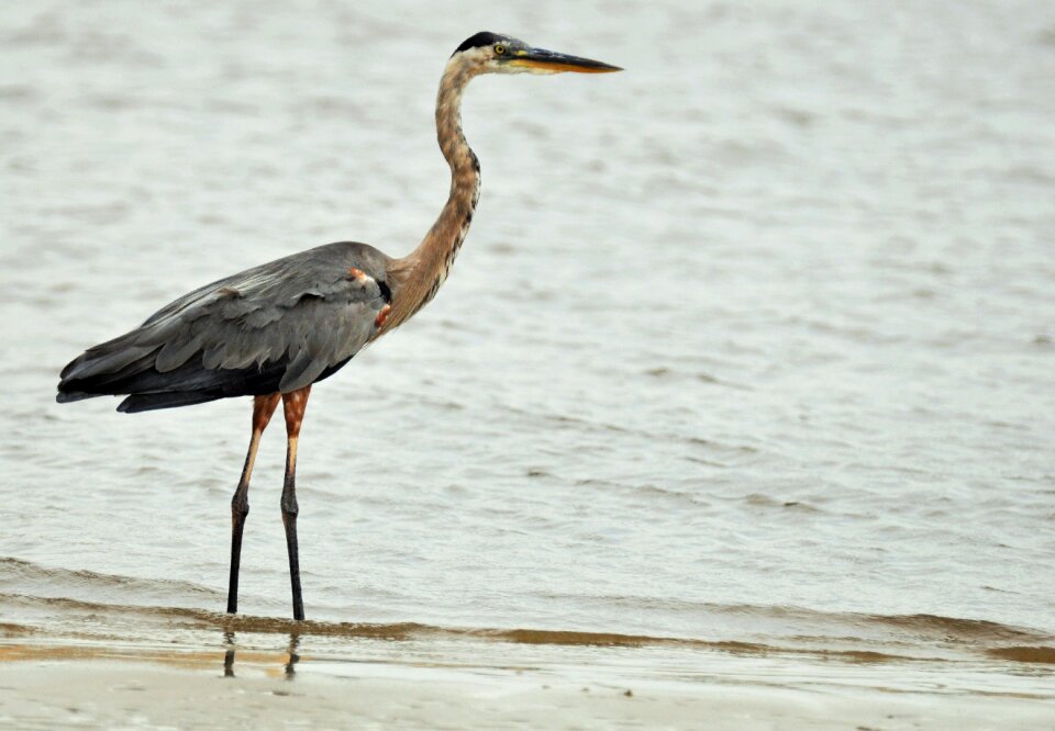 Pen animal common crane
