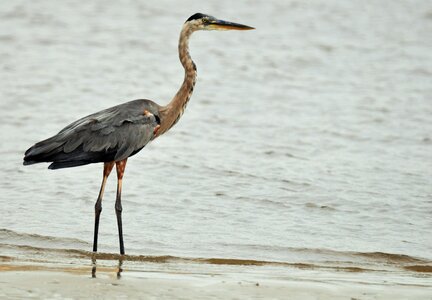 Pen animal common crane