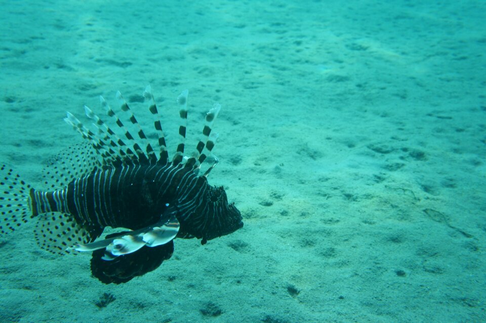 Tofik under water dive