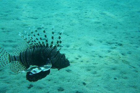 Tofik under water dive