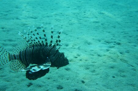 Tofik under water dive photo