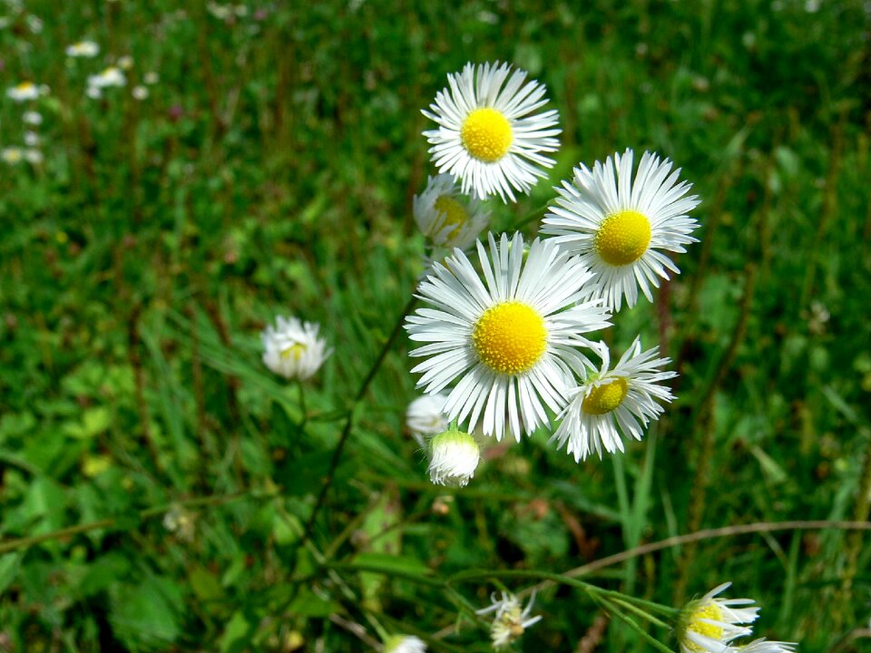 Spring plant green