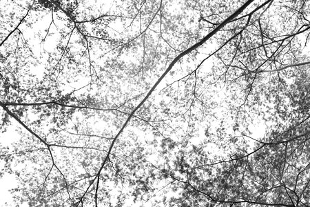 Branches tree shadow