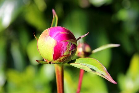 Flora pink close up