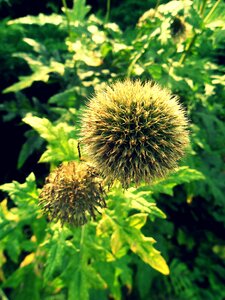 Macro botanical garden nature
