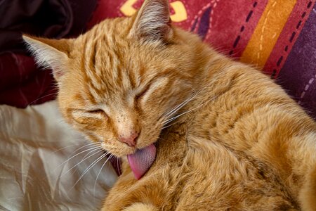 Pet cute tongue
