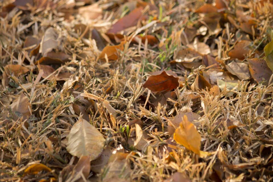 Autumn yellow grass