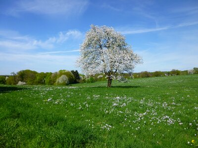 Spring landscape white blossom photo