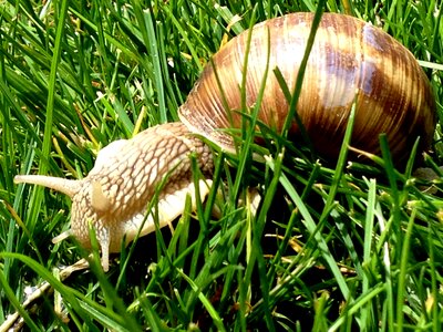 Slime grass shell