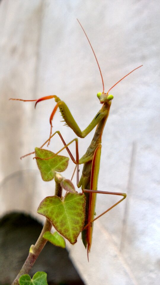 Mantis insect mantis religiosa