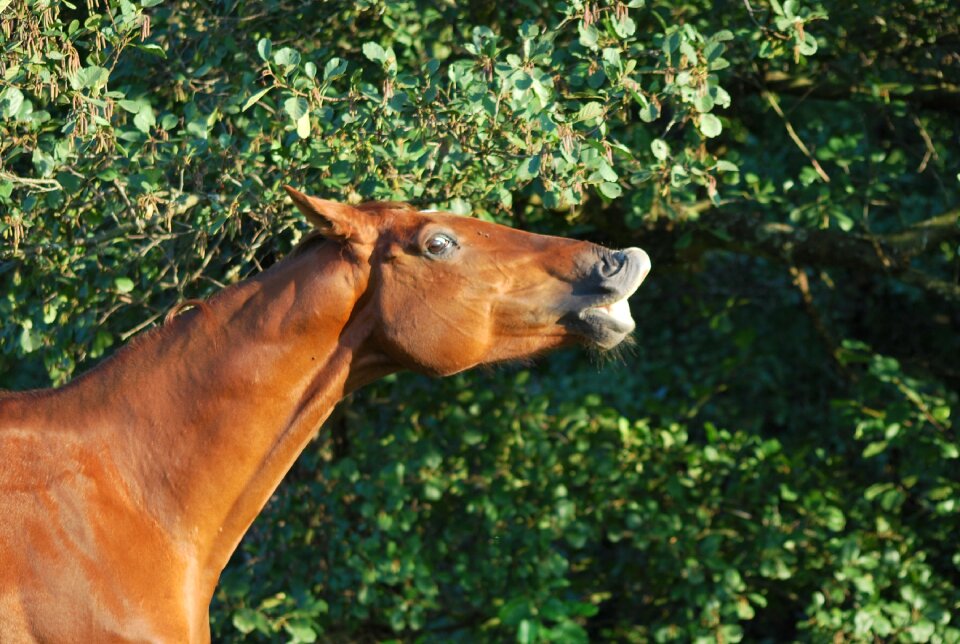 Horse flehmen freedom