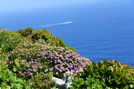 Green ocean bay photo