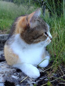 Muzzle animal cats