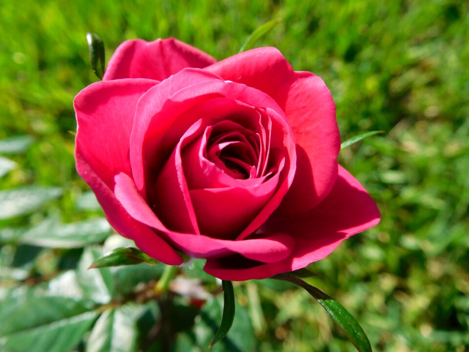 Plant blooming rose